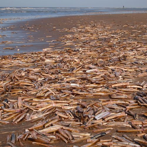 shells beach sea