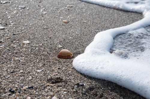 shells costa beach sand