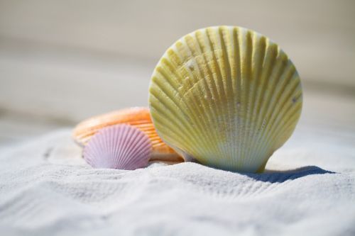 shells massage therapy