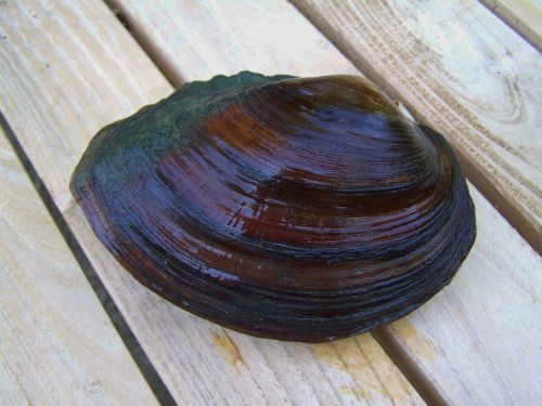 shells freshwater mussels aquatic animal