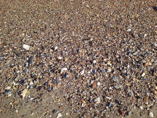 shells sea vacation