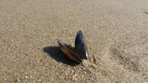 shells on the beach sand shell