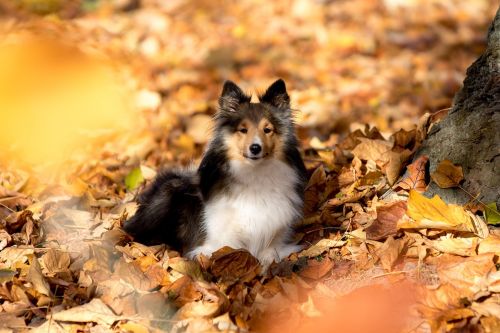 sheltie dog lying