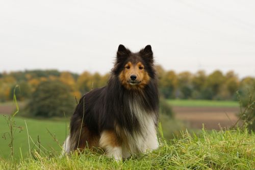 sheltie dog meadow