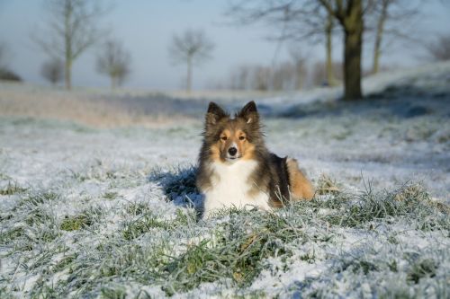 sheltie bitch lying