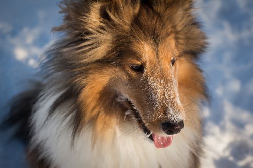 sheltie dog snow