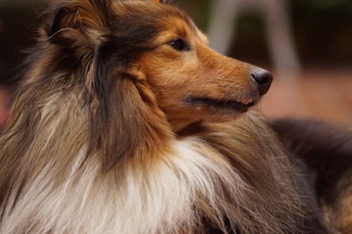 sheltie dog animal portrait