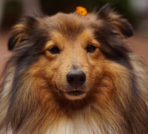 sheltie dog's nose dog