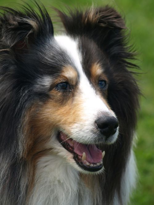 sheltie dog pet