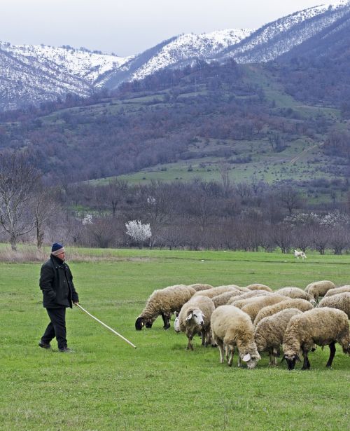 shepherd sheep green grass