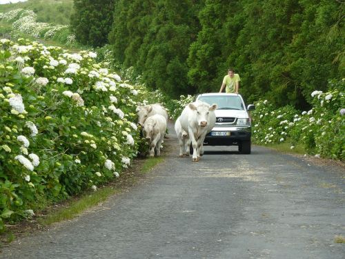 shepherd cow pico