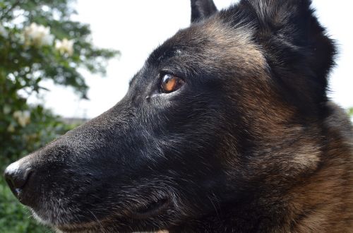 shepherd dog belgian malinois dog