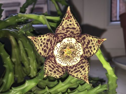 sheriff star succulent flower