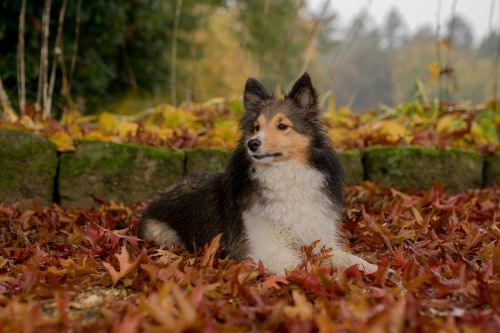 dog sheltie animal portrait