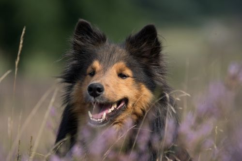 dog sheltie animal portrait