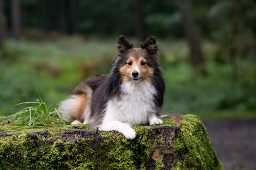 dog sheltie animal portrait