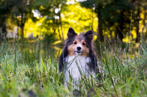 dog sheltie animal portrait