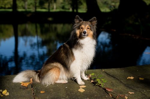 dog sheltie animal portrait