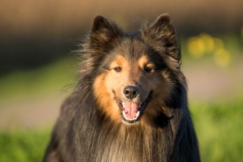 dog sheltie animal portrait