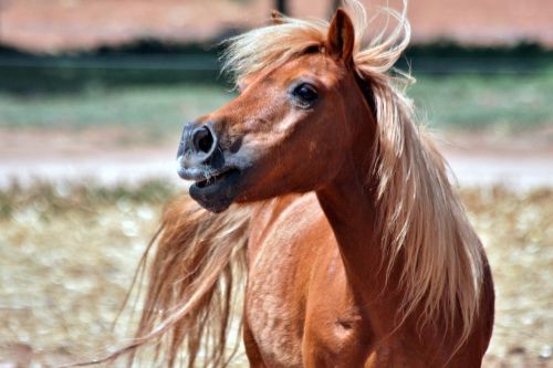 shetland chestnut pony