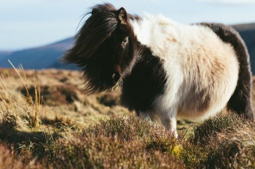 shetland island pony pony long hair