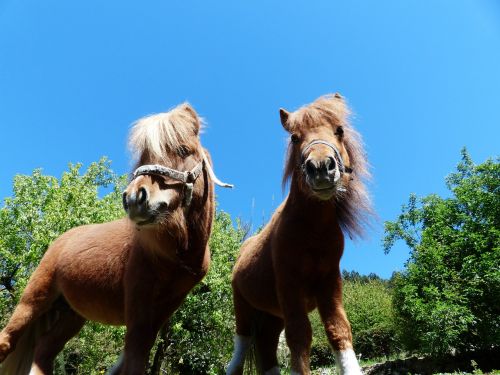 shetland ponies ponies wuschelig
