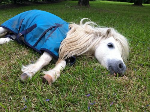 shetland pony horse nap