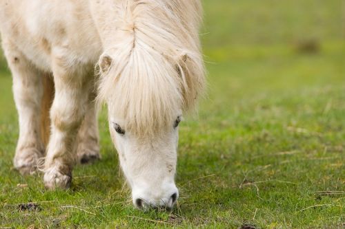 shetland pony horse pony