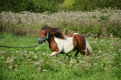 shetland pony run horse brown white