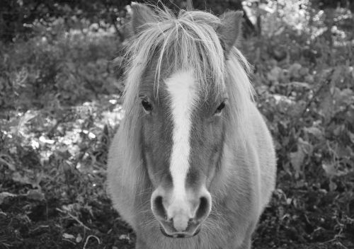 shetland pony photo black white domestic animal