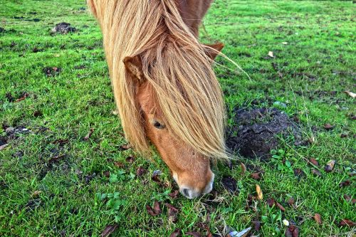 shetland pony pony shetland