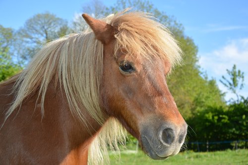 shetland pony  small horse  pony sorrel
