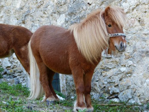 shetland pony pony horse