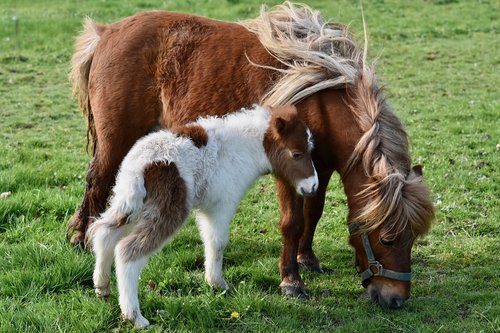 shetland pony  baby foal shetland  shetland pony jarod