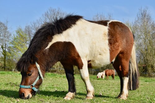 shetland pony  pony  small horse