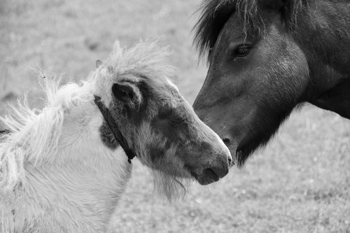 shetland pony  black and white photo  kisses