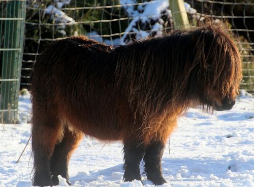shetland pony horse pony
