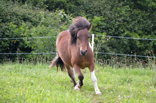 shetland pony running mane wind