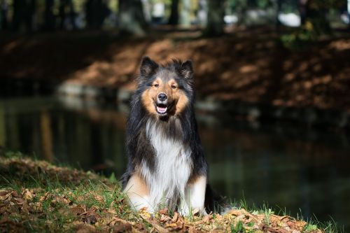 dog sheltie animal portrait