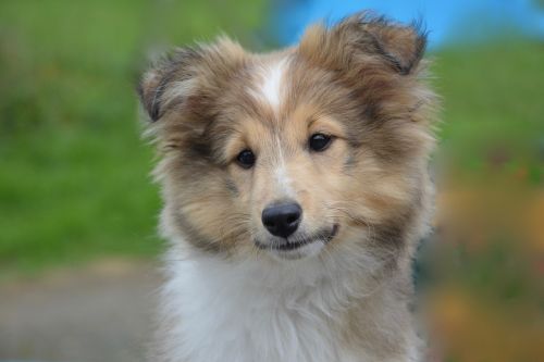 shetland sheepdog young puppy