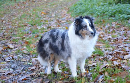 shetland sheepdog dog color