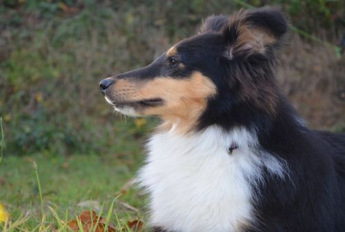 shetland sheepdog profile snout