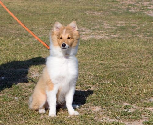 Shetland Sheepdog Puppy