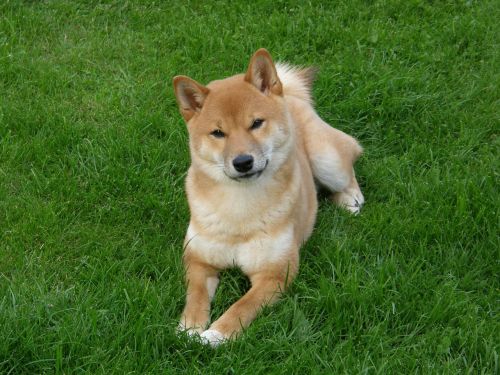 shiba meadow ernst