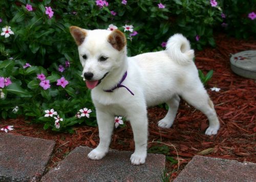 shiba inu dog canine