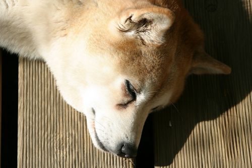 shiba inu dog sleep