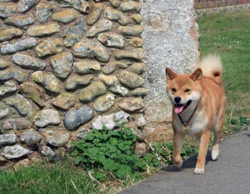 Shiba Inu Dog