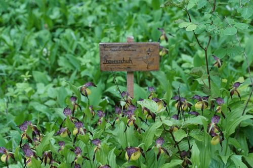 frauenschuh orchid shield