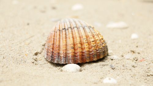 shield shell beach