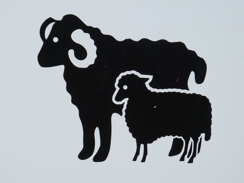 shield  characters  sheep